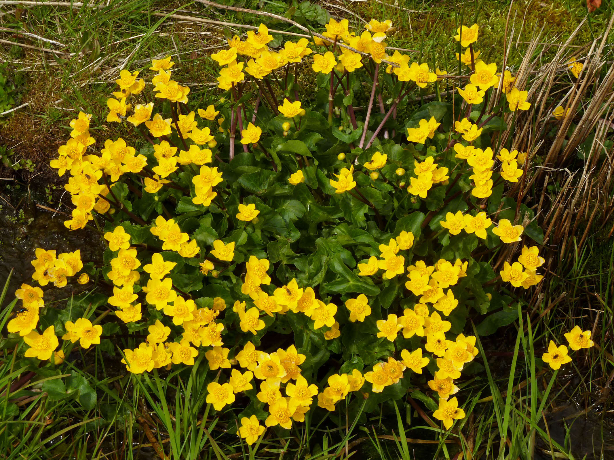 Image of Marsh-marigold