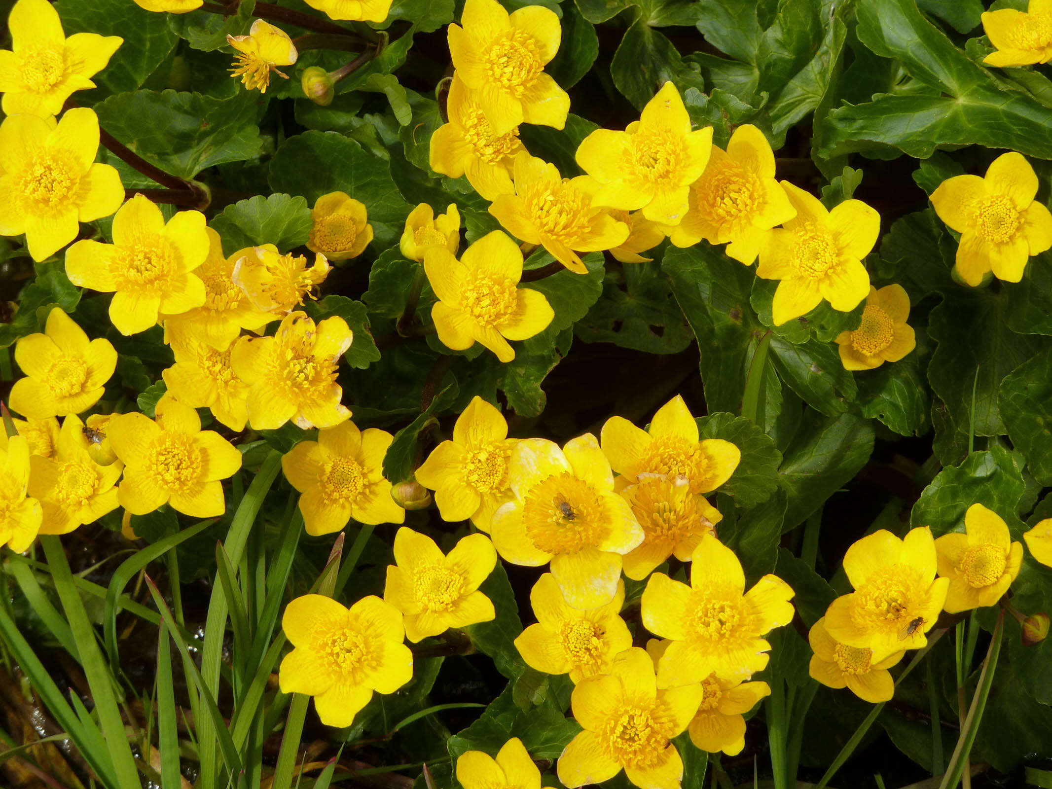 Imagem de Caltha palustris L.