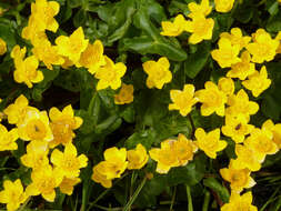 Image of Marsh-marigold