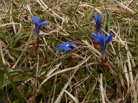 Image of spring gentian