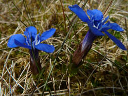 Image of spring gentian