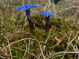 Image of spring gentian