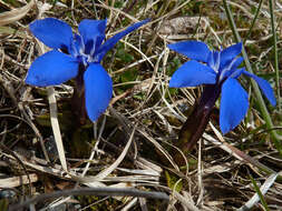 Image of spring gentian