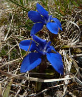 Image of spring gentian