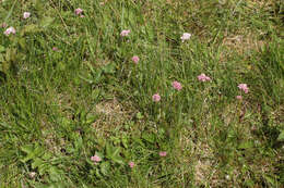 Image of marsh valerian