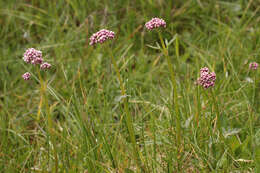 Image of marsh valerian