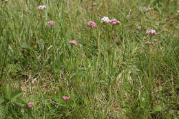 Image of marsh valerian