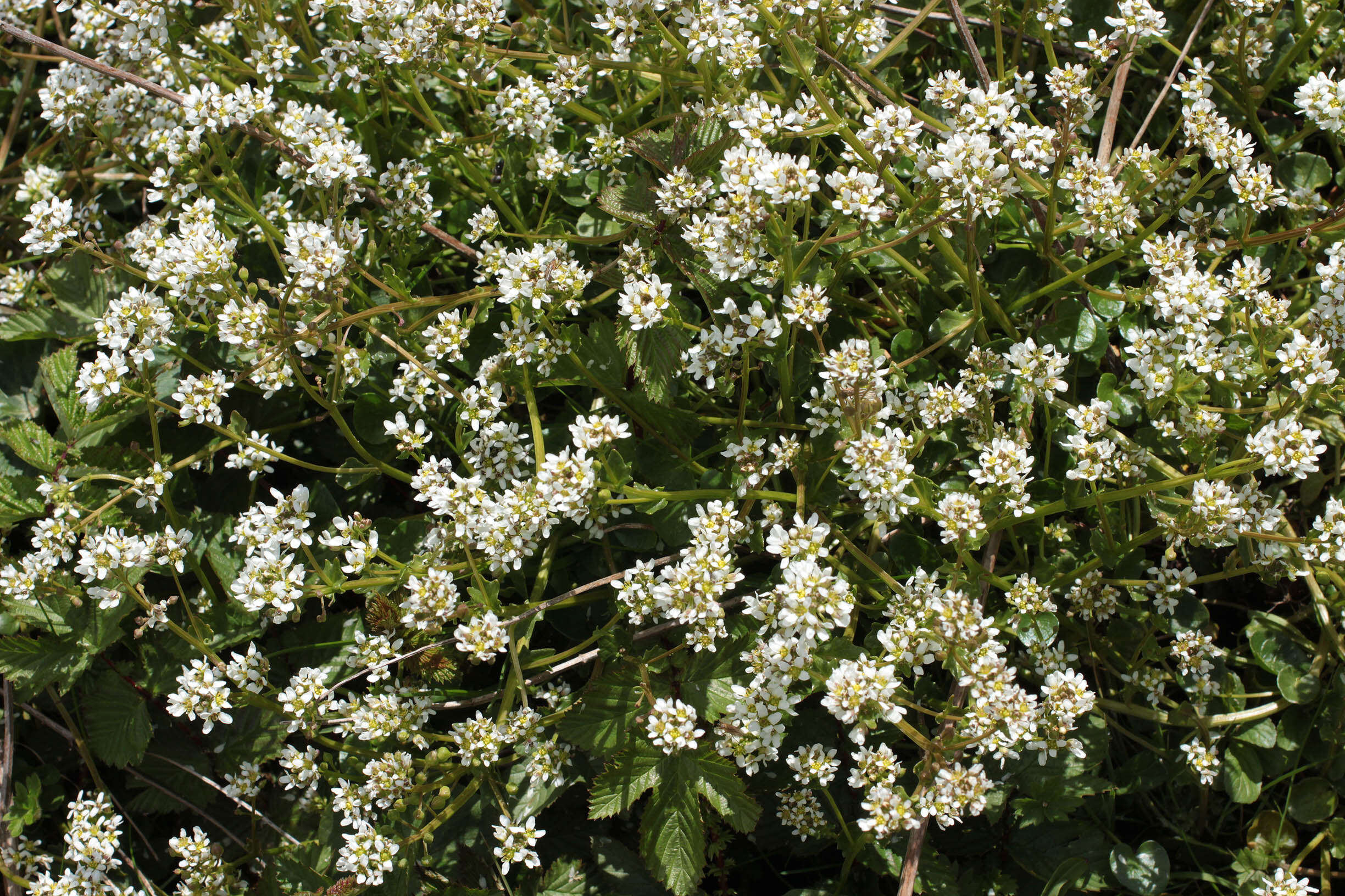 Image of Cochlearia pyrenaica subsp. pyrenaica