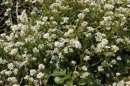 Image of Cochlearia pyrenaica subsp. pyrenaica