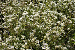 Image of Cochlearia pyrenaica subsp. pyrenaica