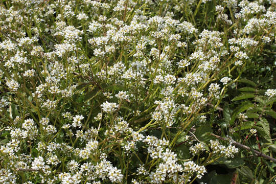 Image of Cochlearia pyrenaica subsp. pyrenaica