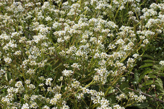 Image of Cochlearia pyrenaica subsp. pyrenaica