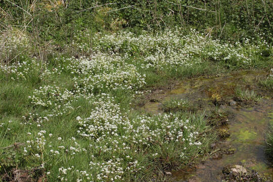 Image of Cochlearia pyrenaica subsp. pyrenaica