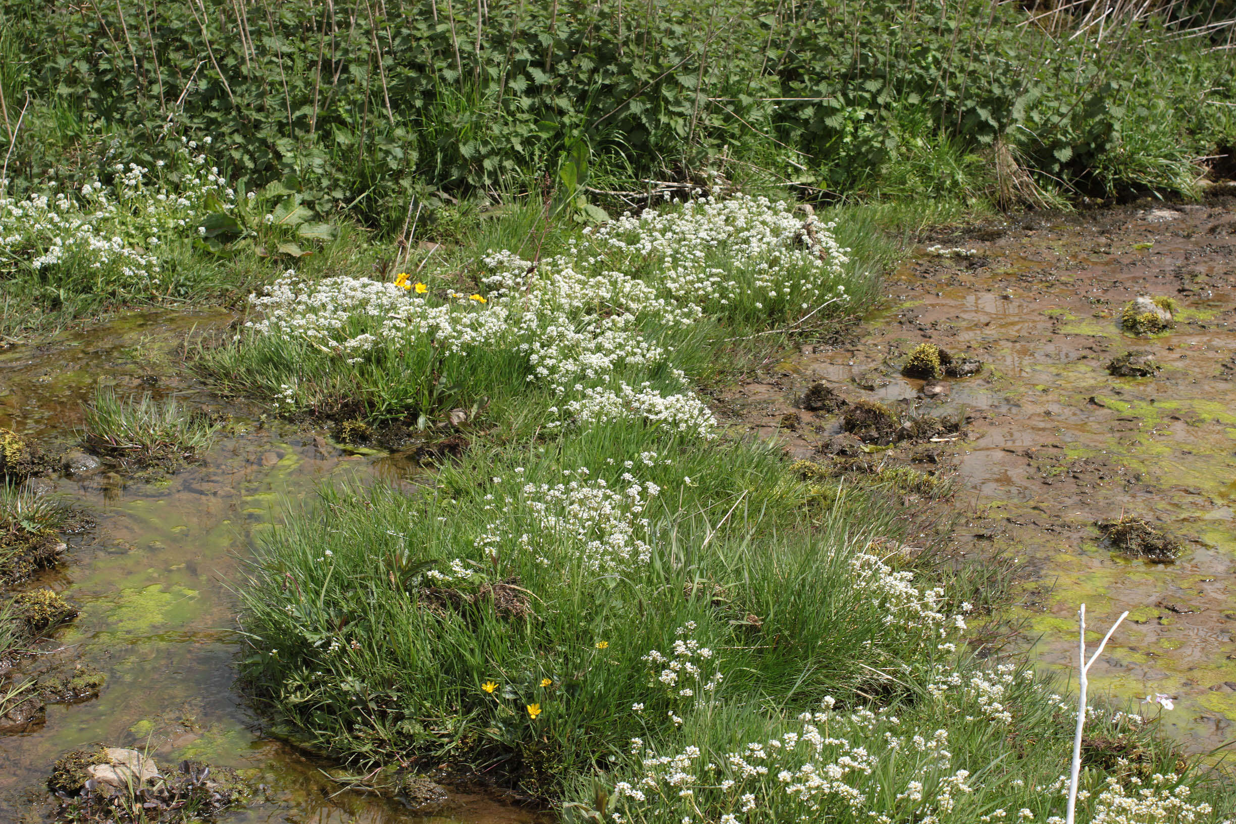 Image of Cochlearia pyrenaica subsp. pyrenaica