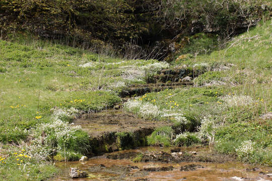 Image of Cochlearia pyrenaica subsp. pyrenaica