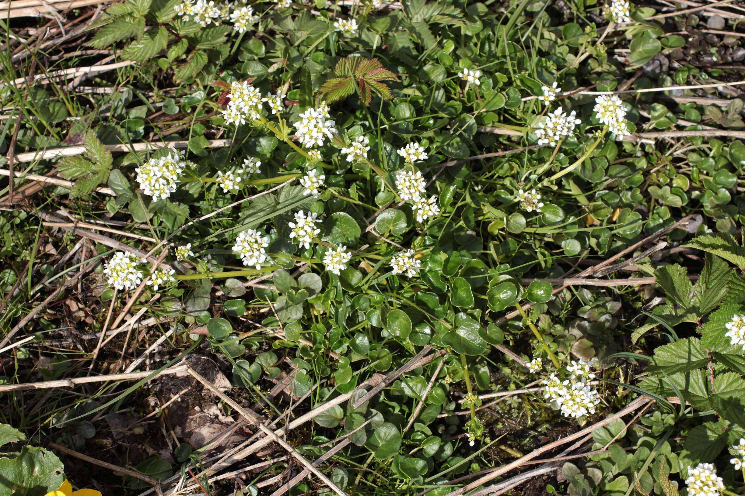 Image of Cochlearia pyrenaica subsp. pyrenaica