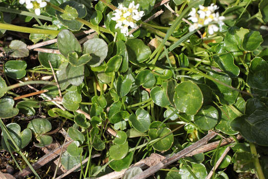 Image of Cochlearia pyrenaica subsp. pyrenaica