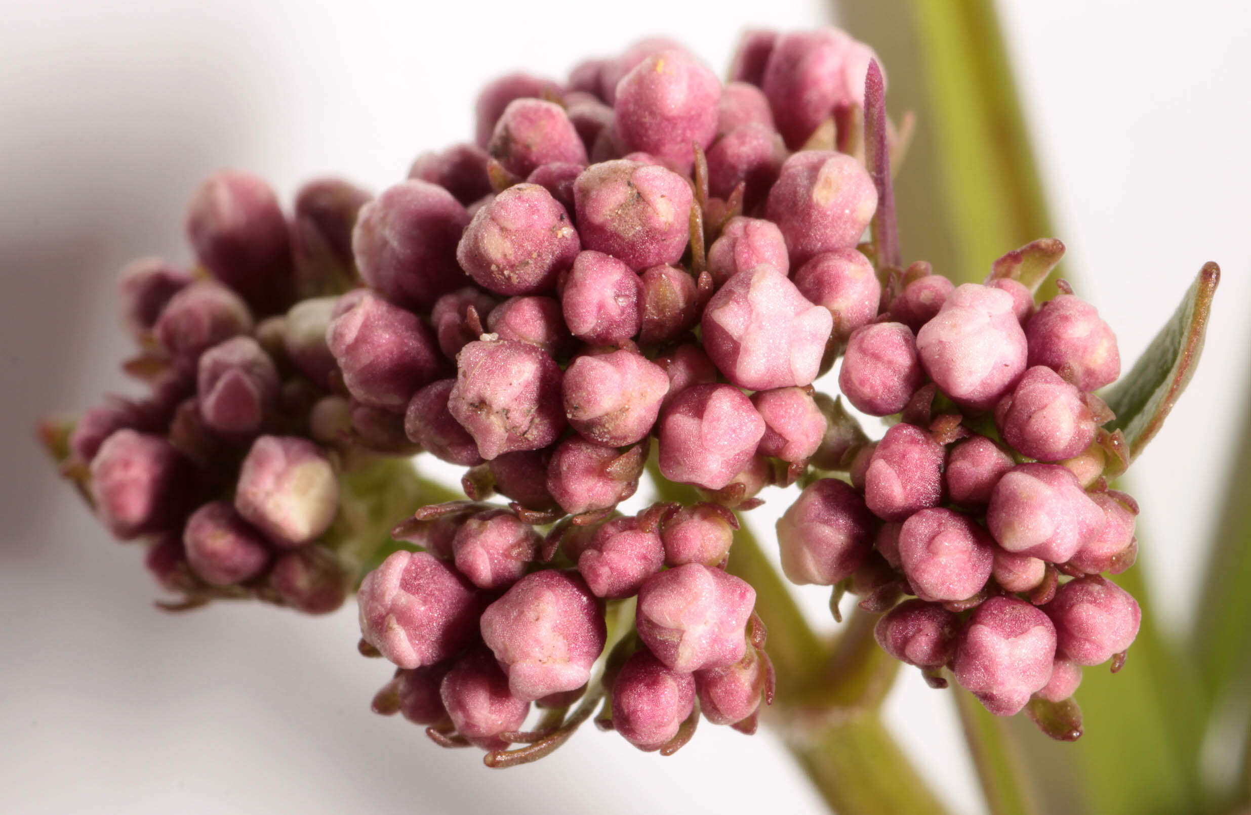 Image of marsh valerian