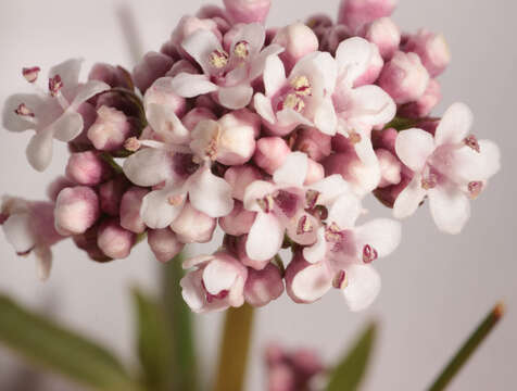 Image of marsh valerian