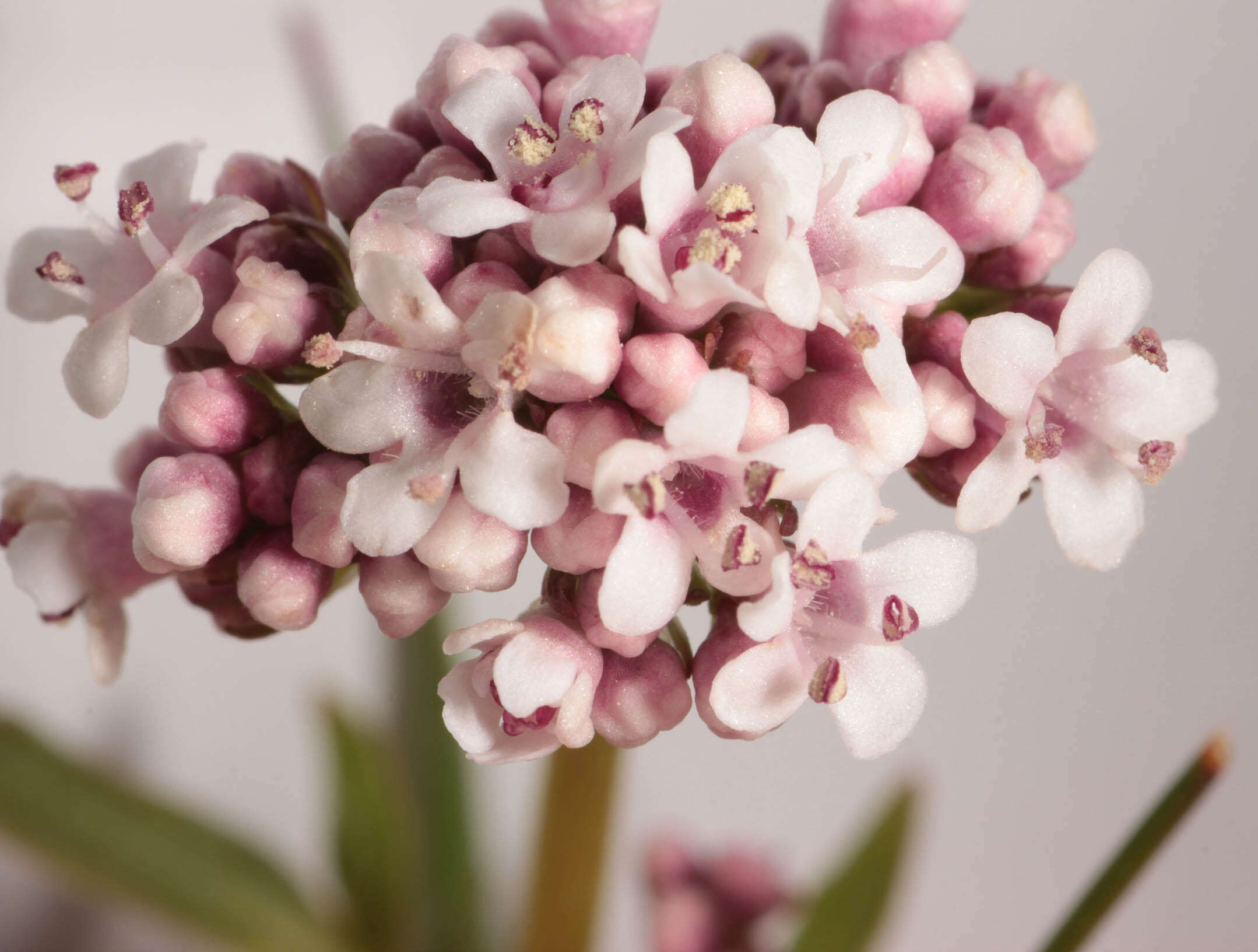 Image of marsh valerian