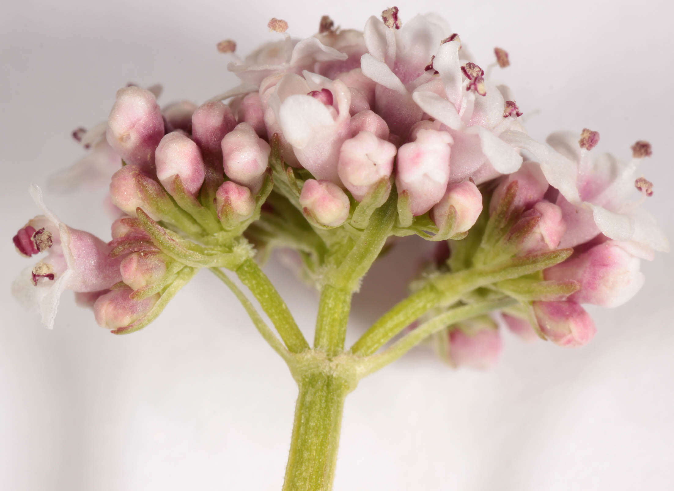 Image of marsh valerian