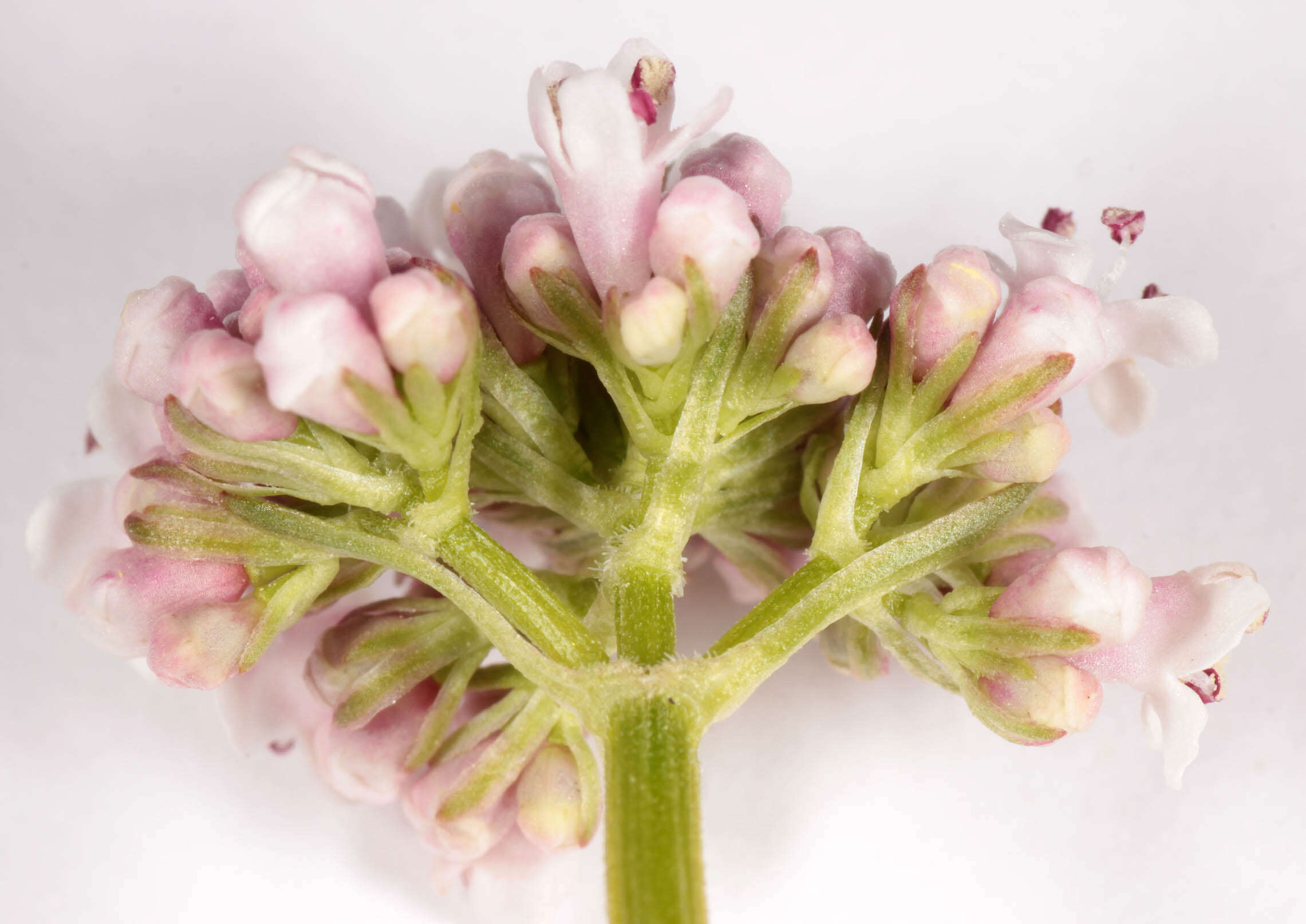 Image of marsh valerian