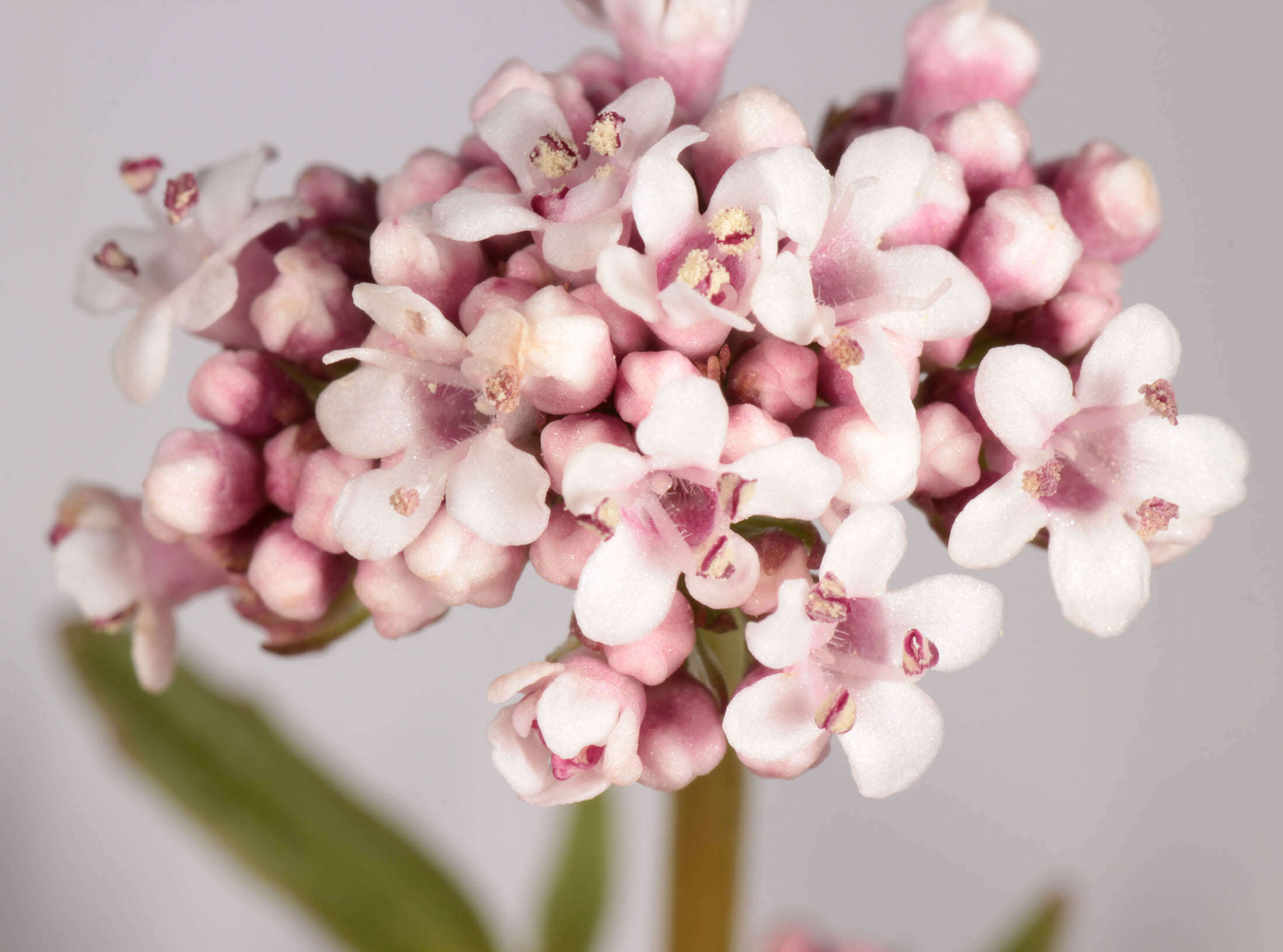 Image of marsh valerian