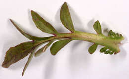 Image of marsh valerian