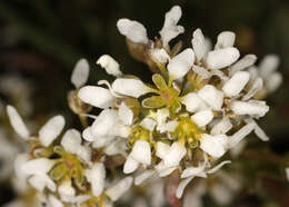 Image of Cochlearia pyrenaica subsp. pyrenaica