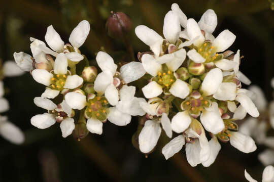 Image of Cochlearia pyrenaica subsp. pyrenaica