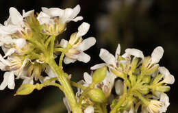 Image of Cochlearia pyrenaica subsp. pyrenaica