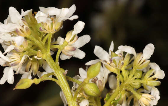 Image of Cochlearia pyrenaica subsp. pyrenaica