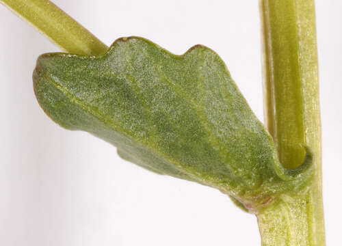 Image of Cochlearia pyrenaica subsp. pyrenaica