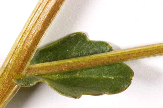 Image of Cochlearia pyrenaica subsp. pyrenaica