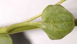 Image of Cochlearia pyrenaica subsp. pyrenaica