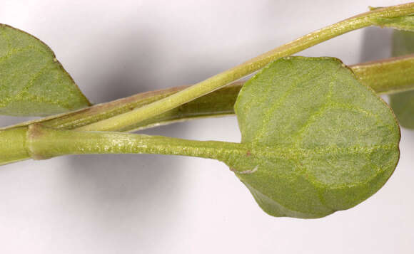 Image of Cochlearia pyrenaica subsp. pyrenaica