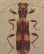 Image of Opilo mollis (Linnaeus 1758)