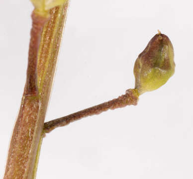 Image of Cochlearia pyrenaica subsp. pyrenaica