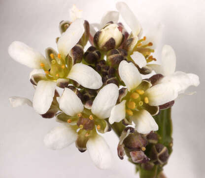 Image of Cochlearia pyrenaica subsp. pyrenaica