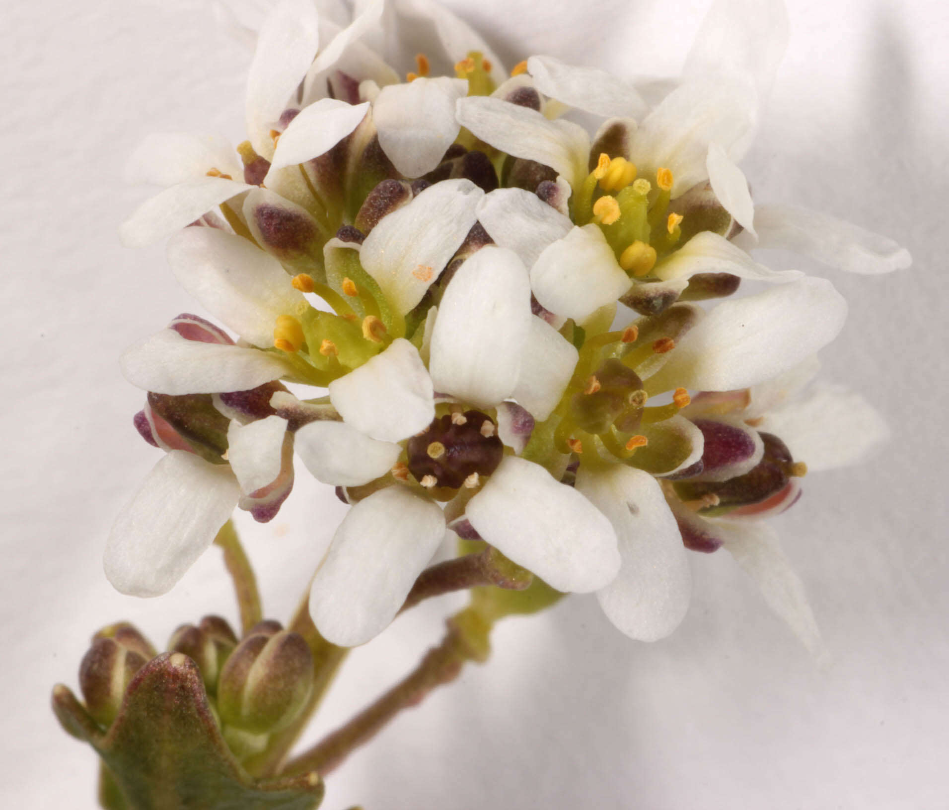 Image of Cochlearia pyrenaica subsp. pyrenaica