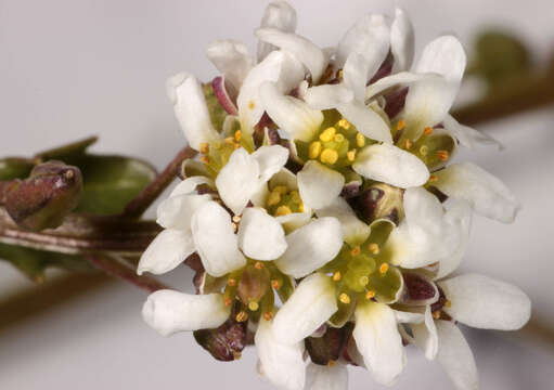 Image of Cochlearia pyrenaica subsp. pyrenaica