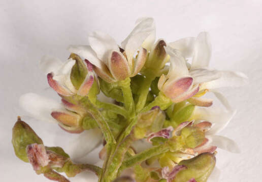 Image of Cochlearia pyrenaica subsp. pyrenaica