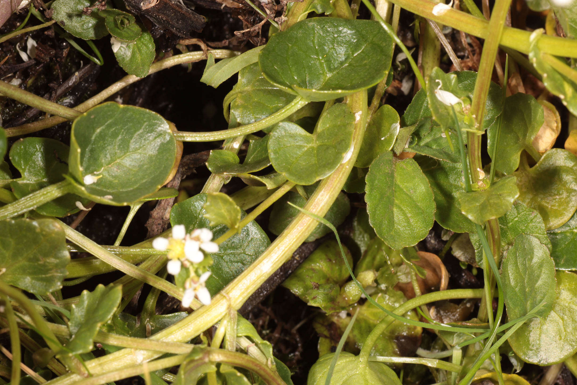 Image of Cochlearia pyrenaica subsp. pyrenaica