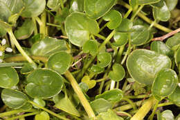 Image of Cochlearia pyrenaica subsp. pyrenaica