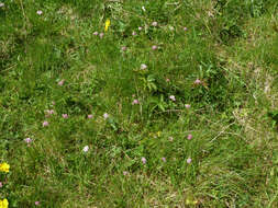 Image of marsh valerian