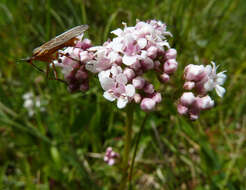 Image of marsh valerian