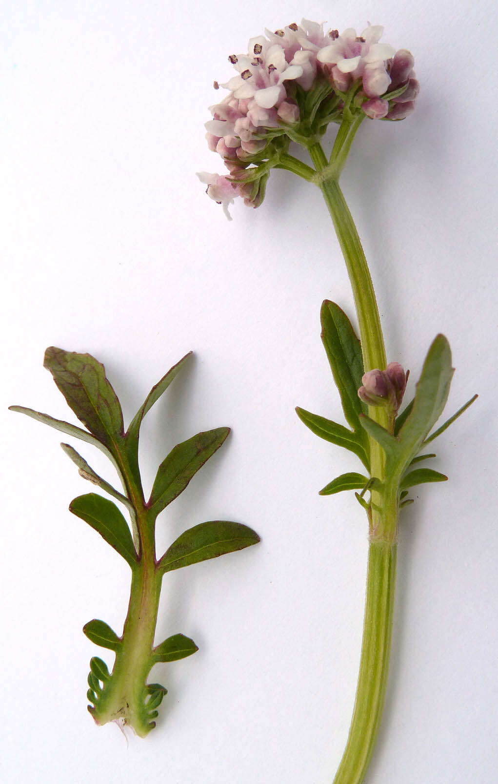 Image of marsh valerian