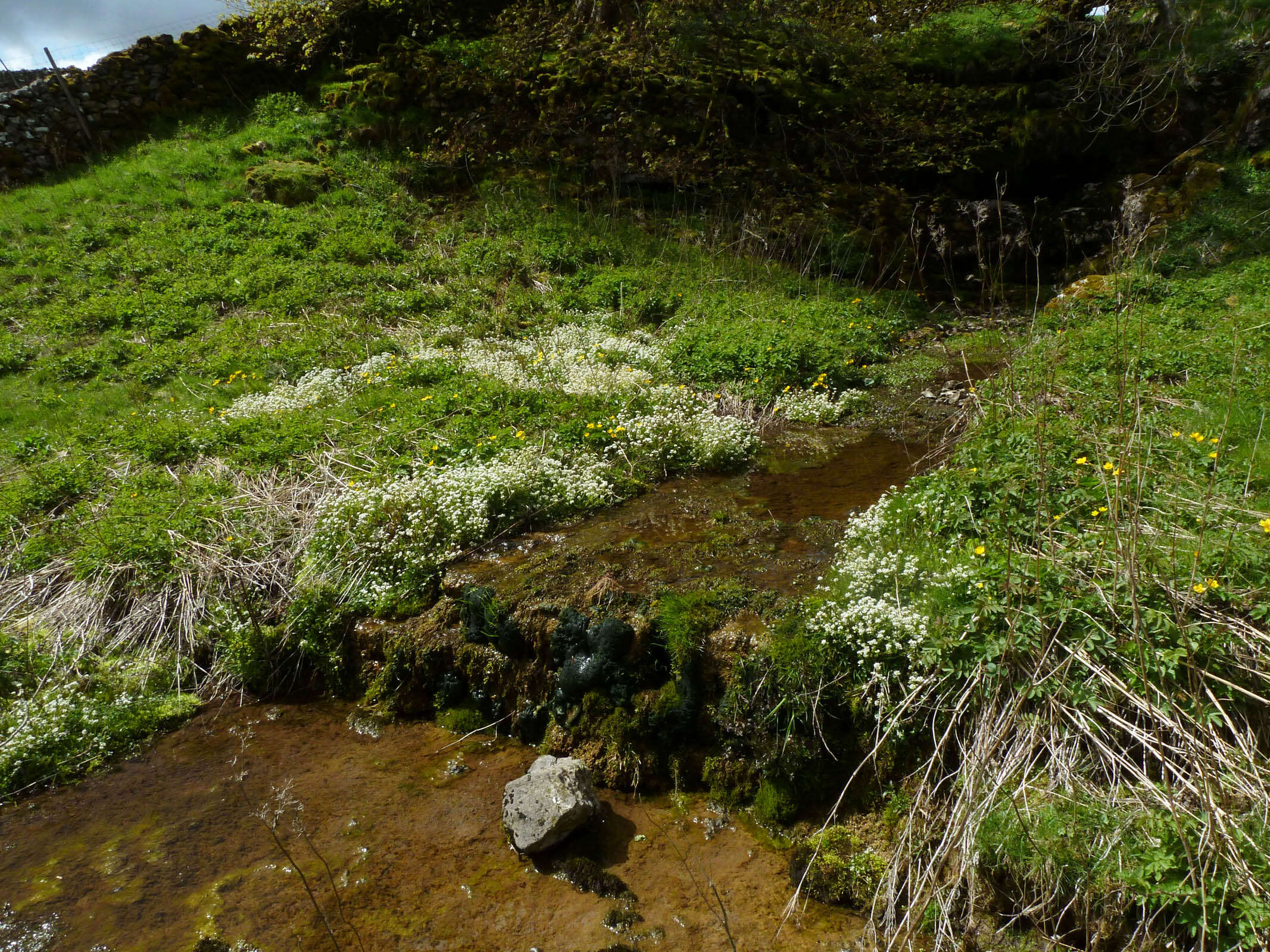 Image of Cochlearia pyrenaica subsp. pyrenaica