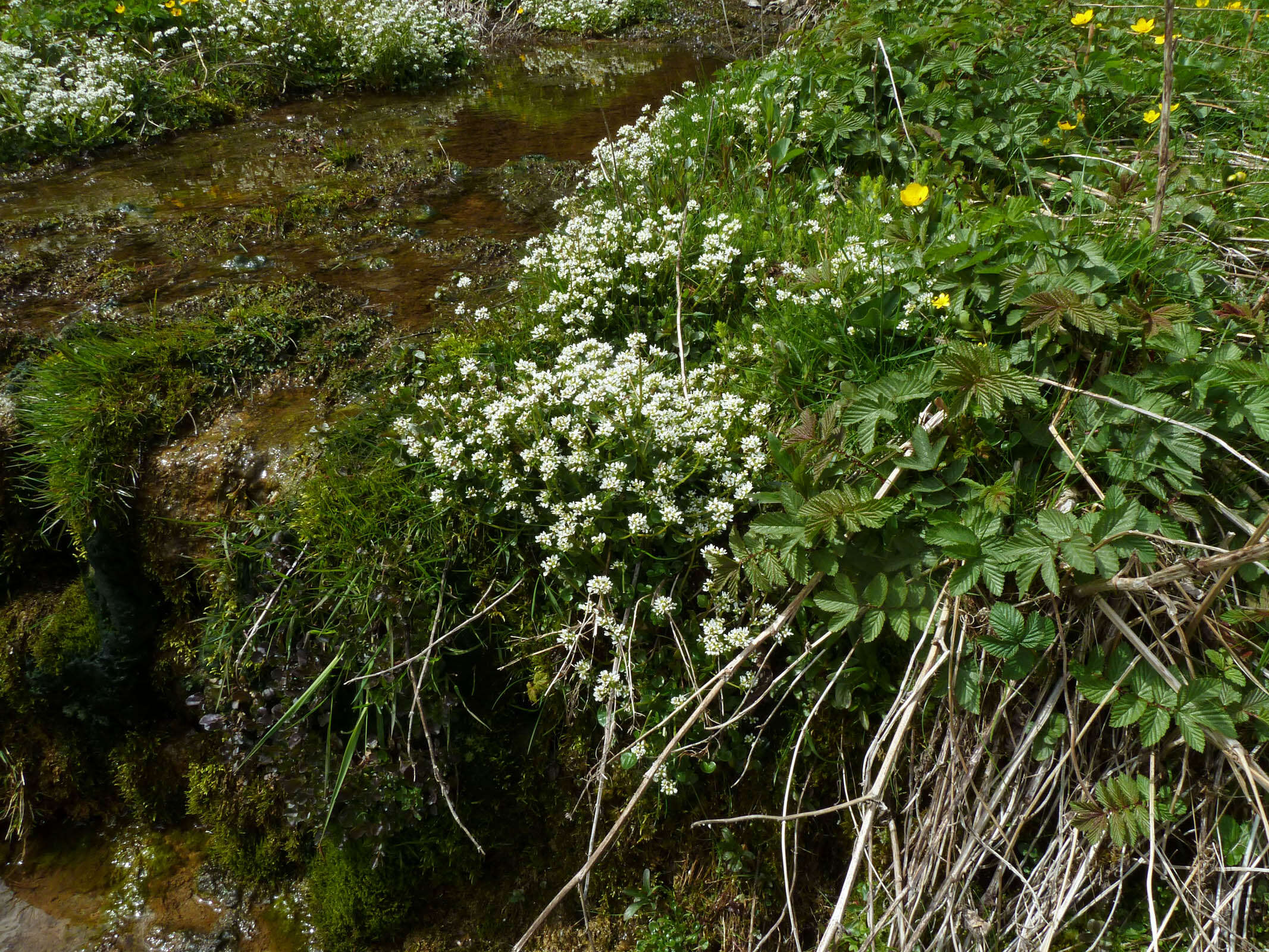 Image of Cochlearia pyrenaica subsp. pyrenaica