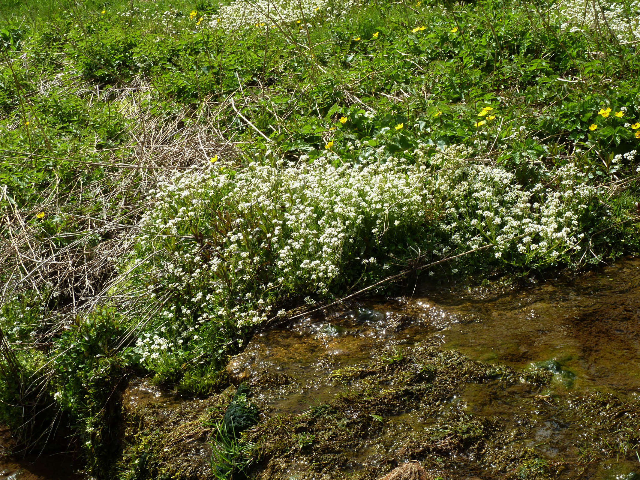 Image of Cochlearia pyrenaica subsp. pyrenaica